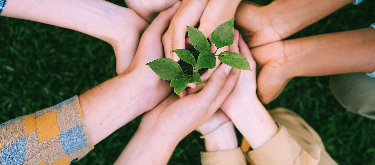 Group of hands holding small plant